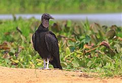 Black Vulture